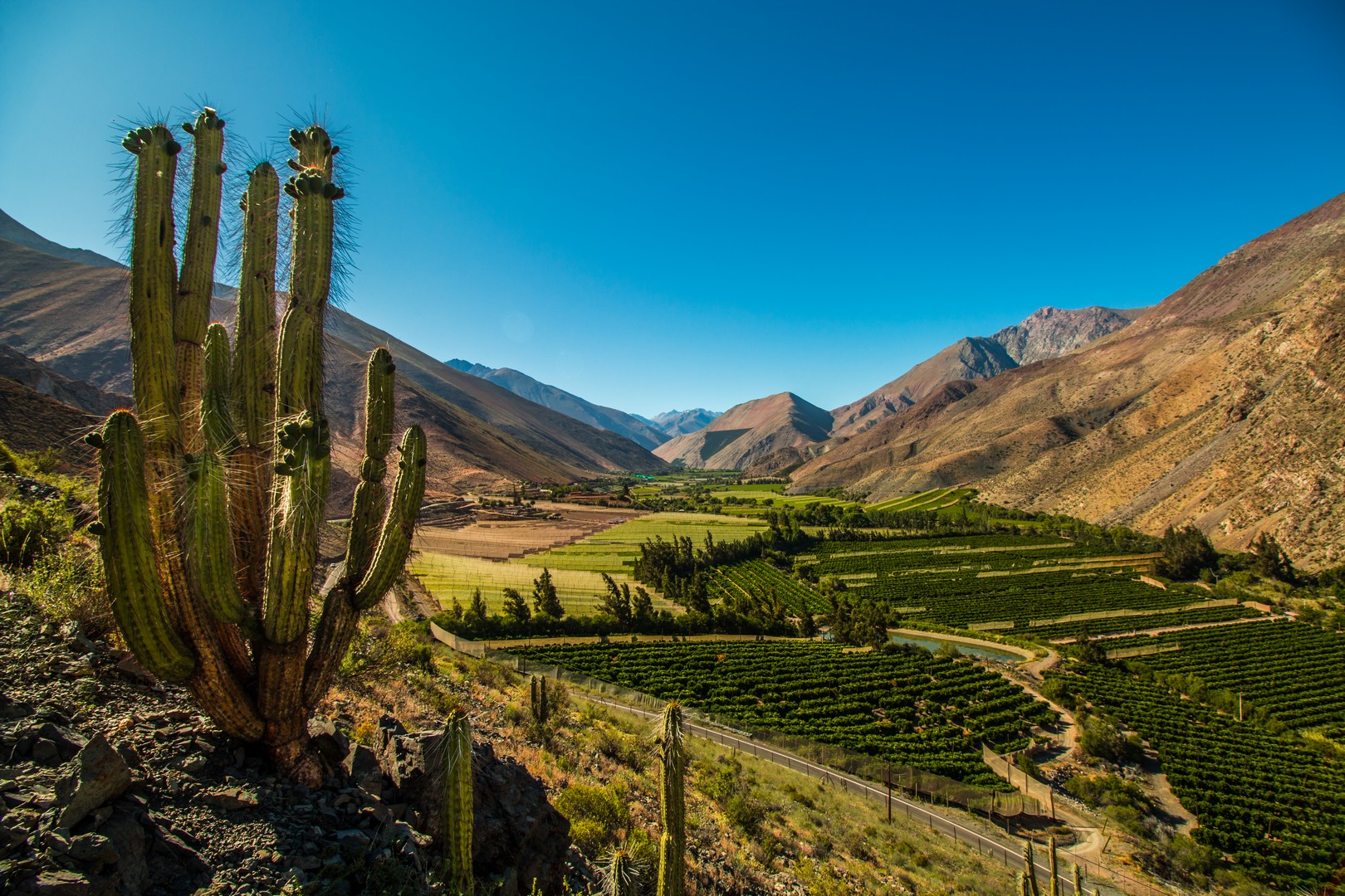 Elqui cautiva al mundo: El valle místico de Chile se consolida como un refugio de bienestar, astroturismo y hospitalidad única