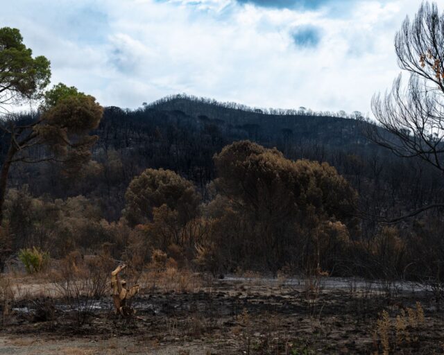 Más de 200.000 evacuados por incendios forestales en España y Francia