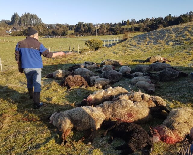 Ganaderos de todo Chile alertan por el avance de los ataques de perros asilvestrados a sus rebaños