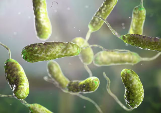 Alerta Sanitaria en EE. UU.: Bacteria “come carne” deja al menos siete muertos y enciende las alarmas en la costa del Golfo
