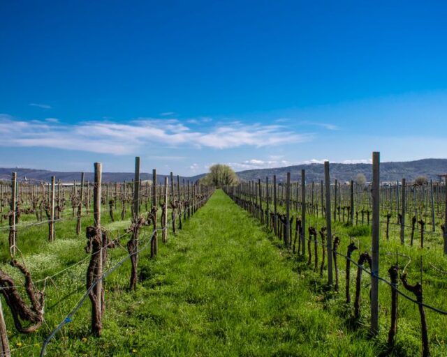 Industria del vino espera quedar fuera de aranceles en negociación con EE.UU.