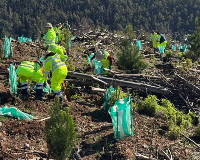 CONAF realizó jornada de plantación de árboles nativos en predio afectado por incendio en Quirihue
