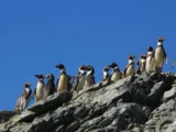 Proyecto Dominga y su estado actual