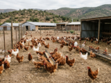 Chile suspende importación de productos avícolas desde Santa Catarina, Brasil