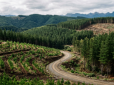 Gobierno prepara ley forestal con subsidio de hasta 90% para pequeños plantadores