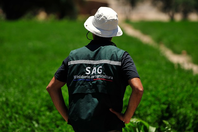 Fenómeno de El Niño y caso de influenza aviar en Perú elevan la alerta del SAG y refuerzan la vigilancia sanitaria